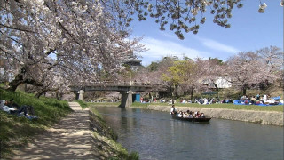 気象予報士がガチ投票!東海の「桜の名所ランキング」を発表!川沿いを埋め尽くす約4000本の桜トンネルとは